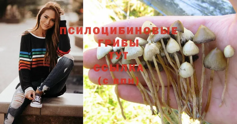 где купить   Заозёрск  Галлюциногенные грибы Psilocybine cubensis 